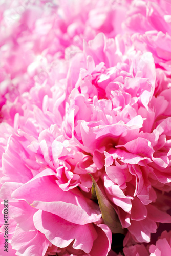 Beautiful flowers, peonies. Pink peony macro. Gentle abstract floral pastel background.