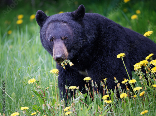 Black bear with a mouth full of dandelions