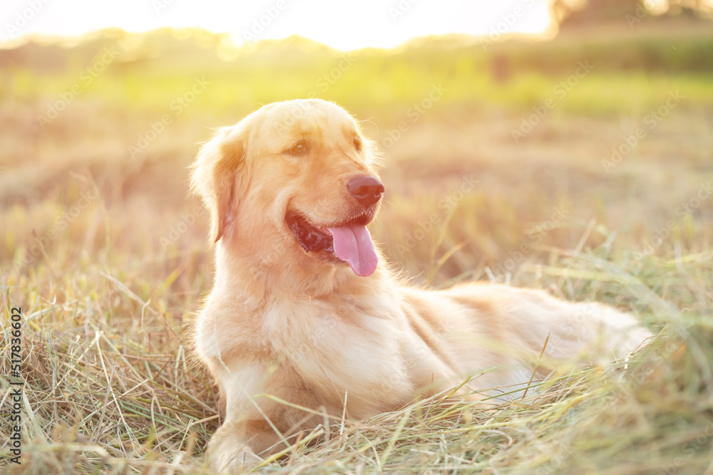 Brown Golden Retriever laying in the rice field at sunset time
