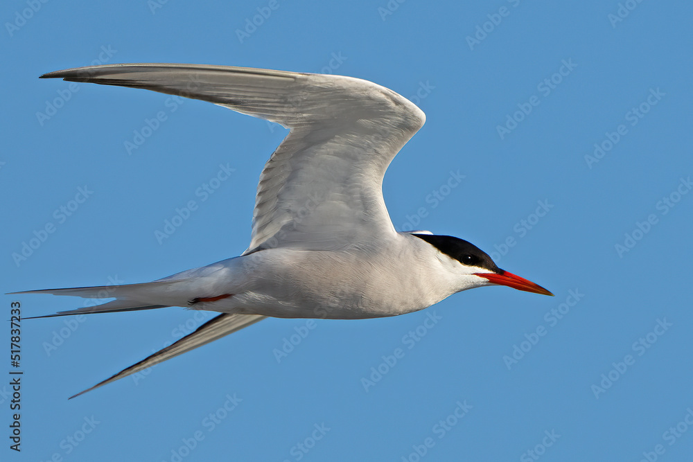 Obraz premium A Common Tern in Flight