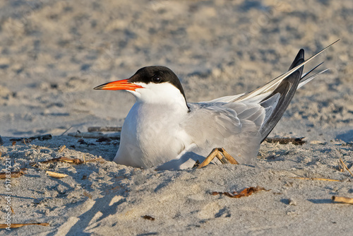 A Common Tern On Eggs in Nest © Brian E Kushner