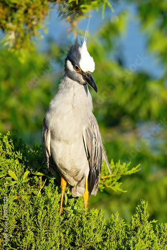 A Yellow-crowned Night Heron Sitting in a Tree photo