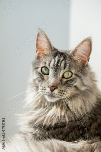 Beautiful cat Maine Coon is sitting and enjoying the warmth of sunlight