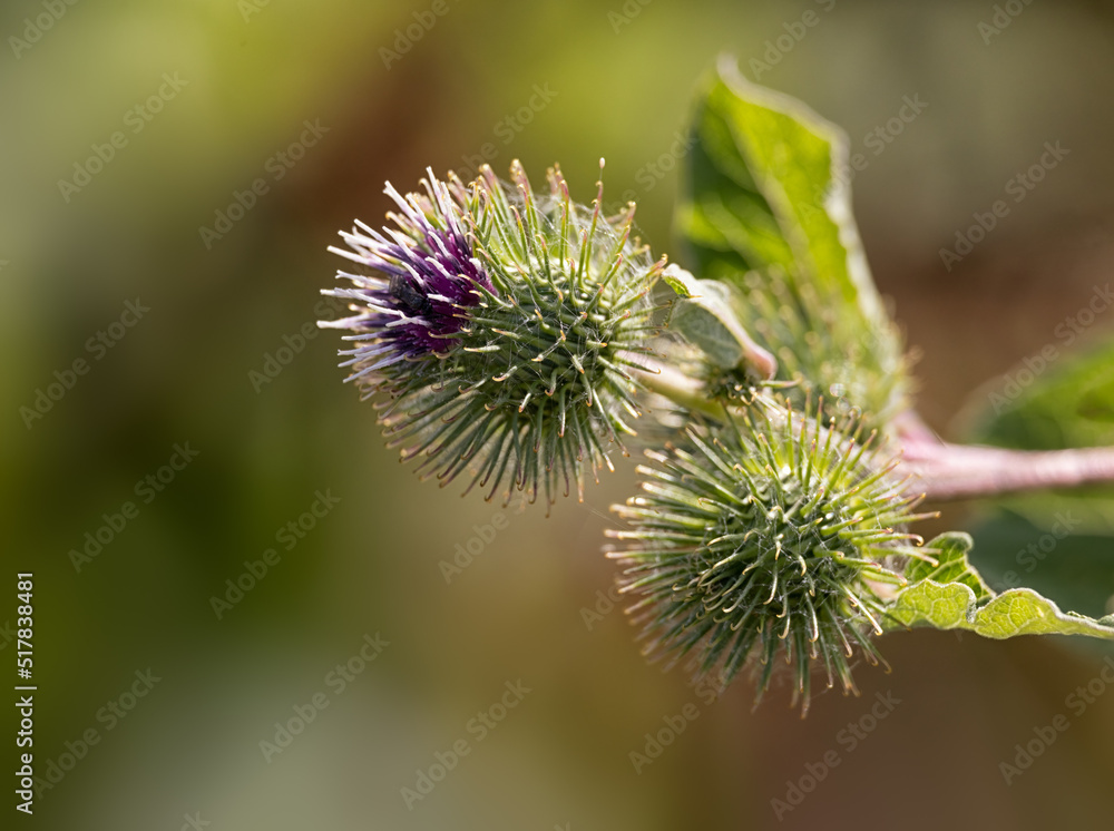 Closeup of developing flower heads of Burdock (Arctium lappa) in mid summer Closeup of developing flower heads of Burdock (Arctium lappa) in mid summer