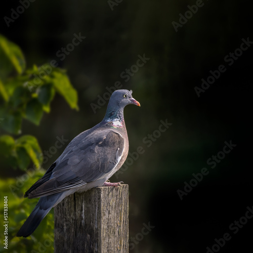 Portrait of a Wood Pigeon (Columba palumbus) perched on a fence post against a dark background