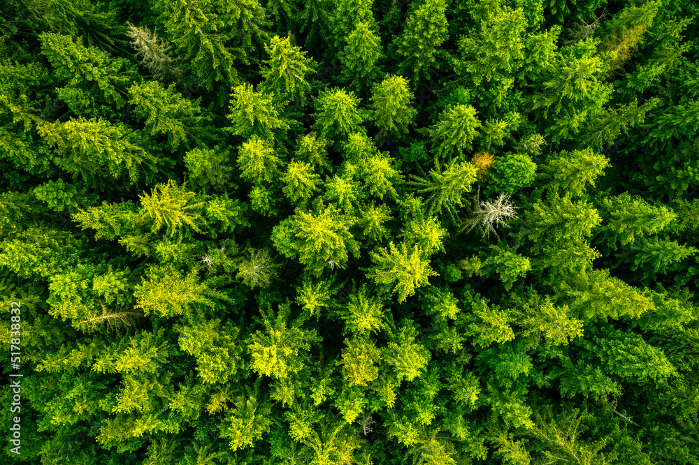 Forest landscape and wilderness, aerial drone view Forest landscape and wilderness, aerial drone view