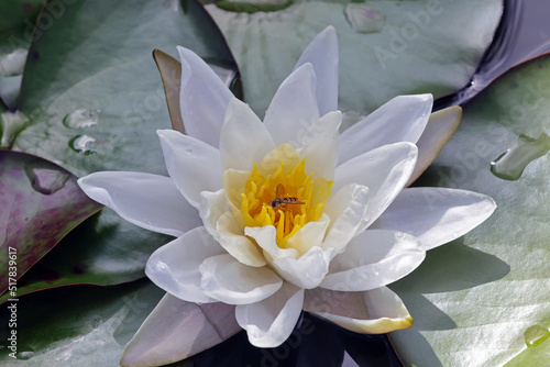 Seerosenblüte mit Schwebfliege