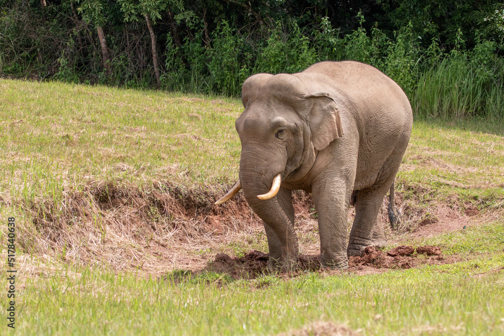 Fototapeta premium elephant in the wild