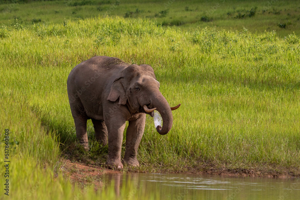 Fototapeta premium elephants eating wter