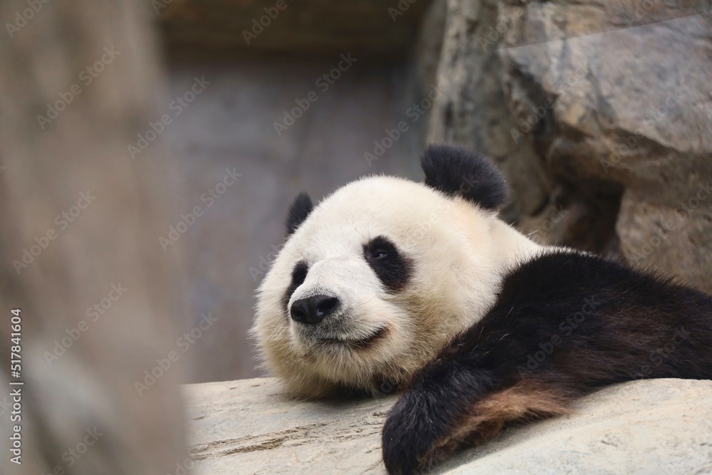 Obraz premium giant panda bear in the park