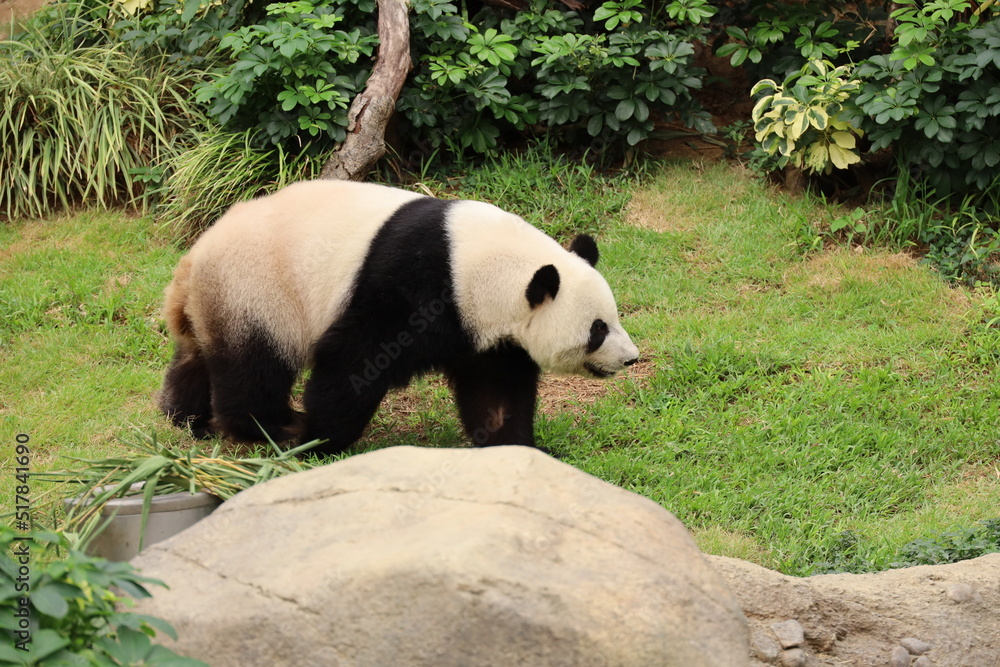 giant panda bear in the park giant panda bear in the park