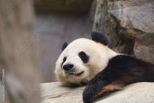giant panda bear in the park © alansun1stimage