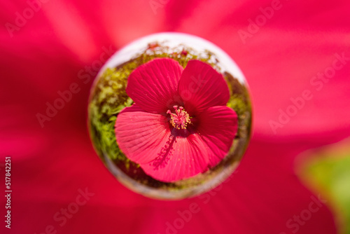 ビー玉の中で咲くタイタンビカス photo