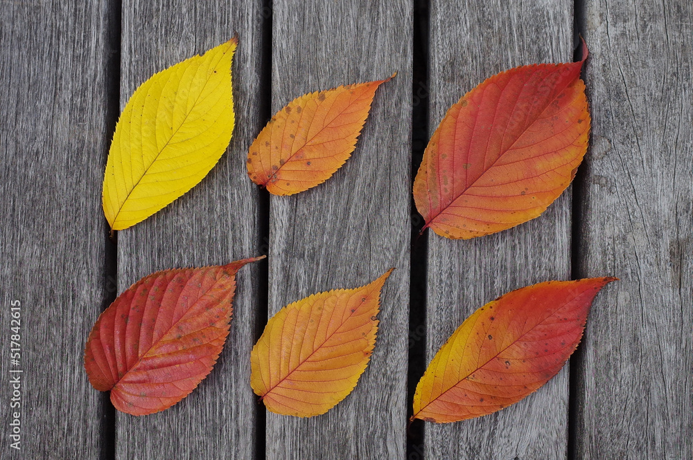 Obraz premium 落ち葉を並べる