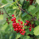 Red currant bunches on the bush, spares the harvest