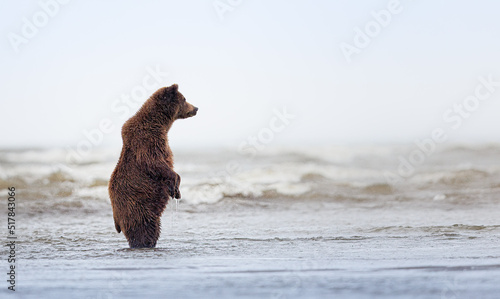 A coasstal brown bear on its hind legs looking out into the ocean
