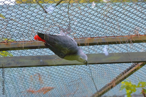 bird on a fence