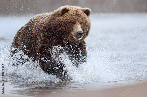 A coastal brown bear barging running through the water towards a salmon