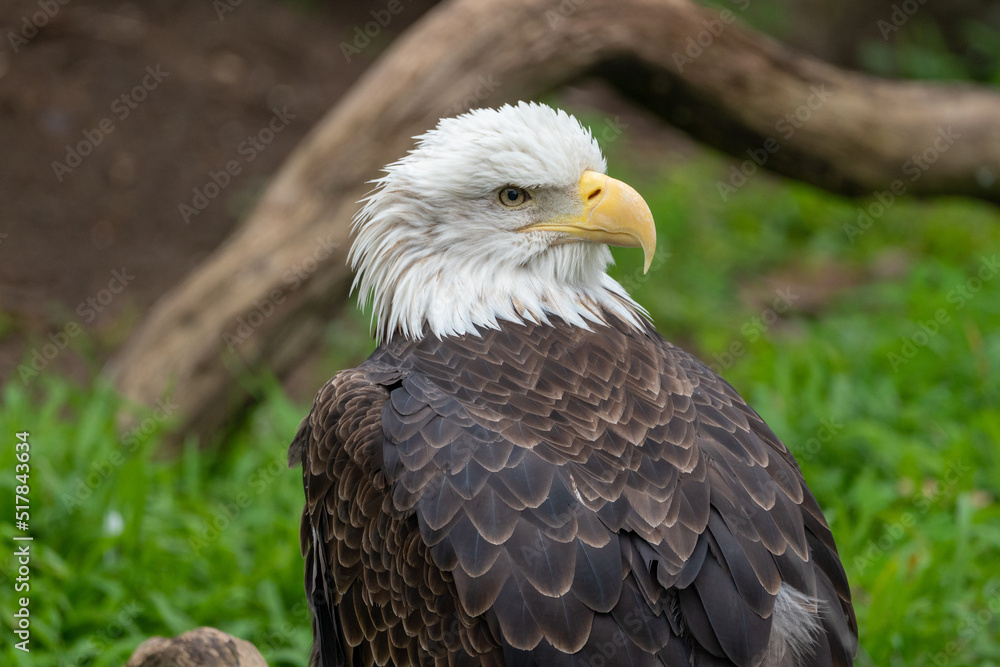 Bald Eagle at the San Francisco Zoo Bald Eagle at the San Francisco Zoo