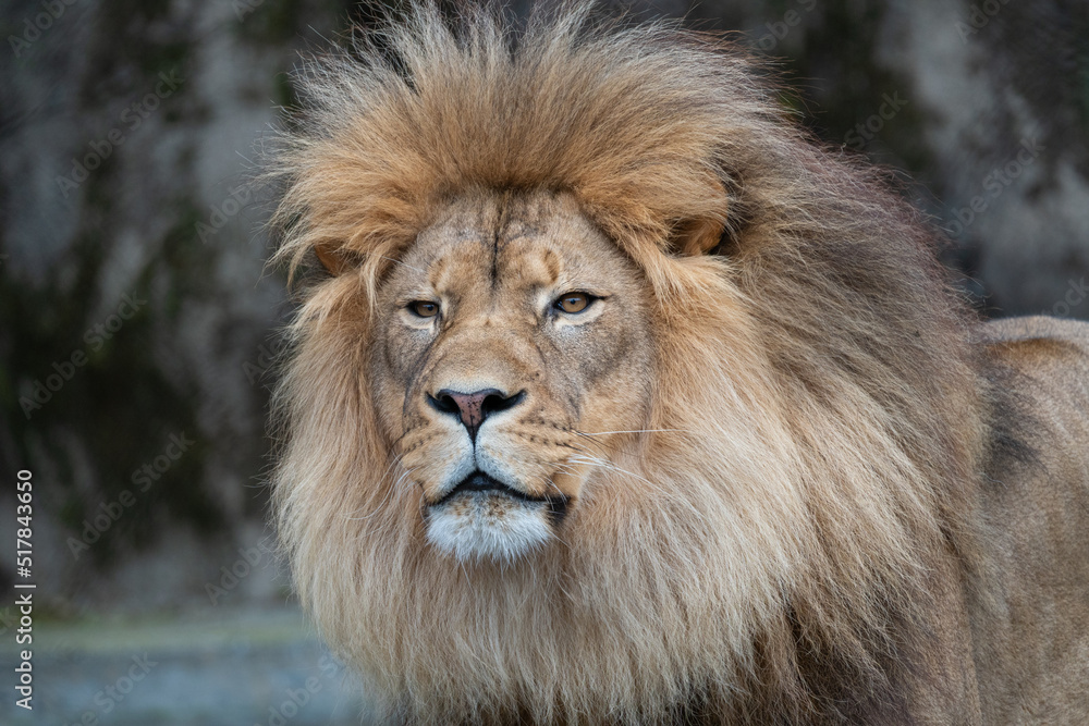 Male lion at the San Francisco Zoo