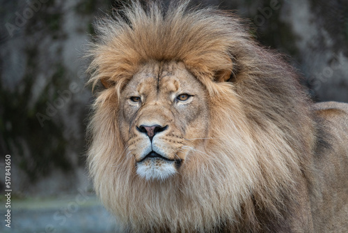 Male lion at the San Francisco Zoo © Michael Tipton