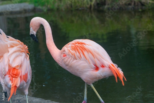 Flamingo at the San Francisco Zoo