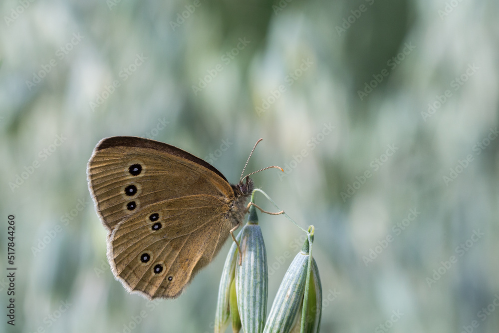 Motyl przestrojnik trawnik na kłosie owsa - obrazy, fototapety, plakaty 