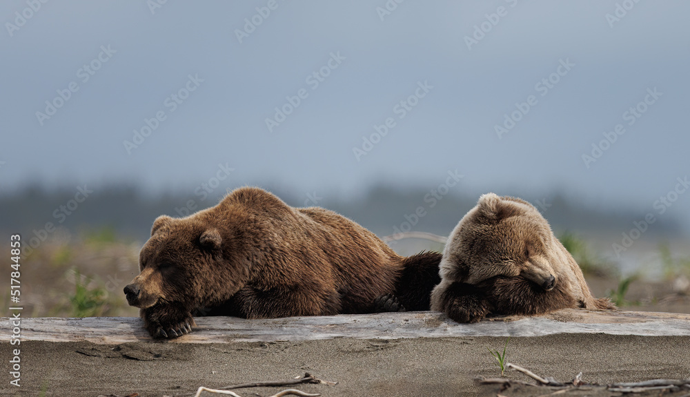 Obraz premium A pair of brown bears mom and cub rest on a log on the beacb