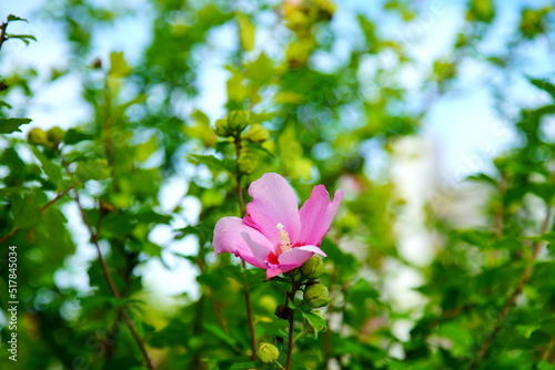 芙蓉の花