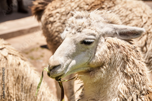 Lama, Alpaka, Südamerika.