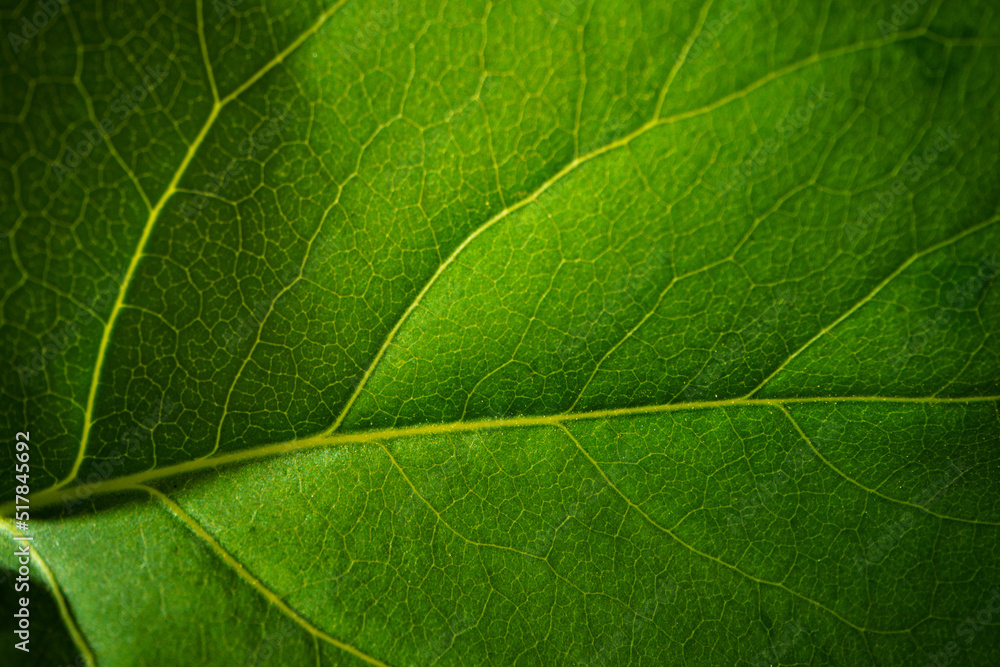 Close up macro shot of green leaf