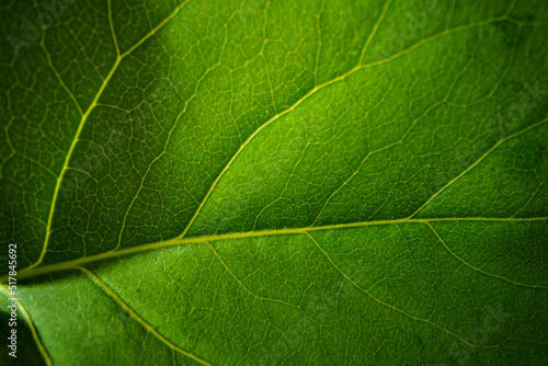 Close up macro shot of green leaf