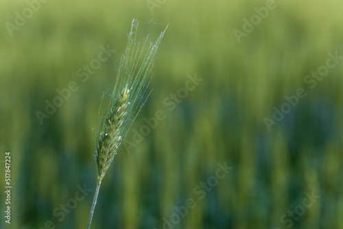 Spiga di grano solitaria verde in mezzo al campo coltivato. Coltivazione verdeggiante in primavera. photo