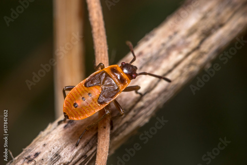 Nymph of Pyrrhocoris apterus posed on a plant on a sunny day