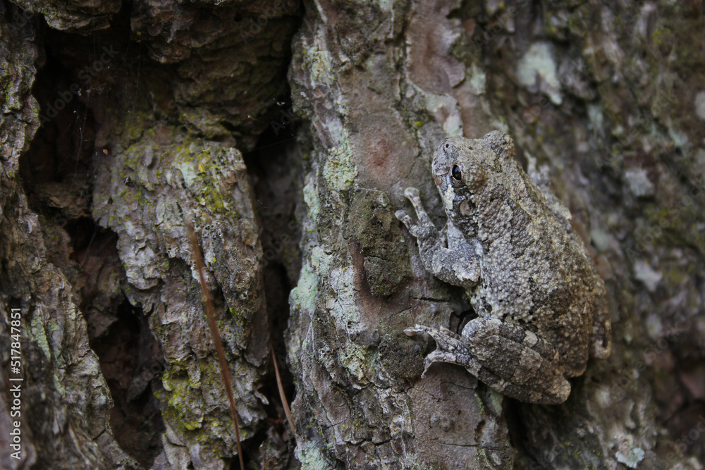 Gray Tree Frog Hyla chrysoscelis on pine tree in Eastern Texas Gray Tree Frog Hyla chrysoscelis on pine tree in Eastern Texas