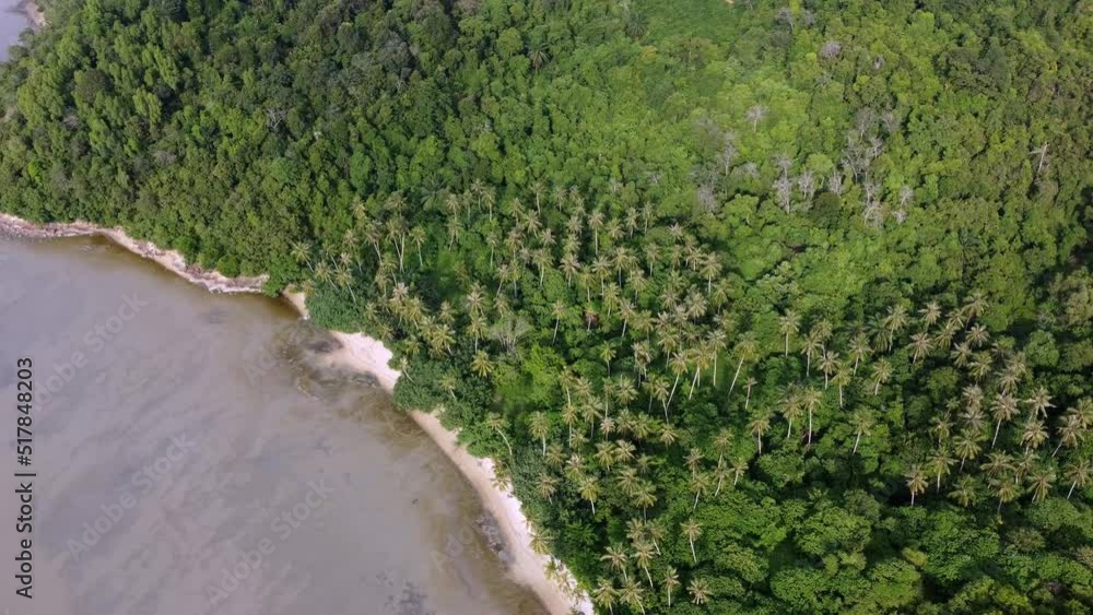 Aerial rotation look down coconut tree farm and forest near coastal Aerial rotation look down coconut tree farm and forest near coastal