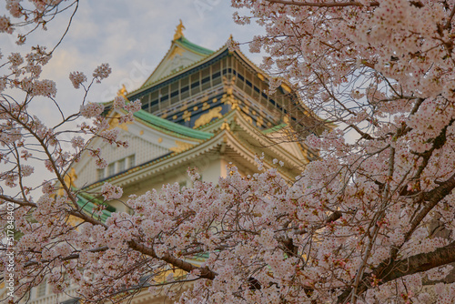 Cherry blossoms and Osaka Castle, 桜と大阪城（桜ピン）