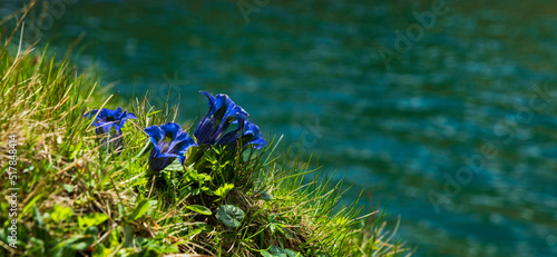 Blue stemless gentian in the Alps. Selective focus photo