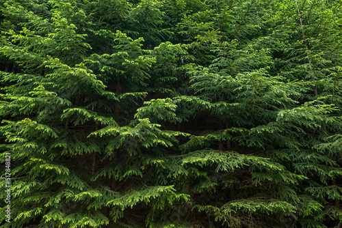 spruces, trees, needles, branches of pines and fir trees as a background.