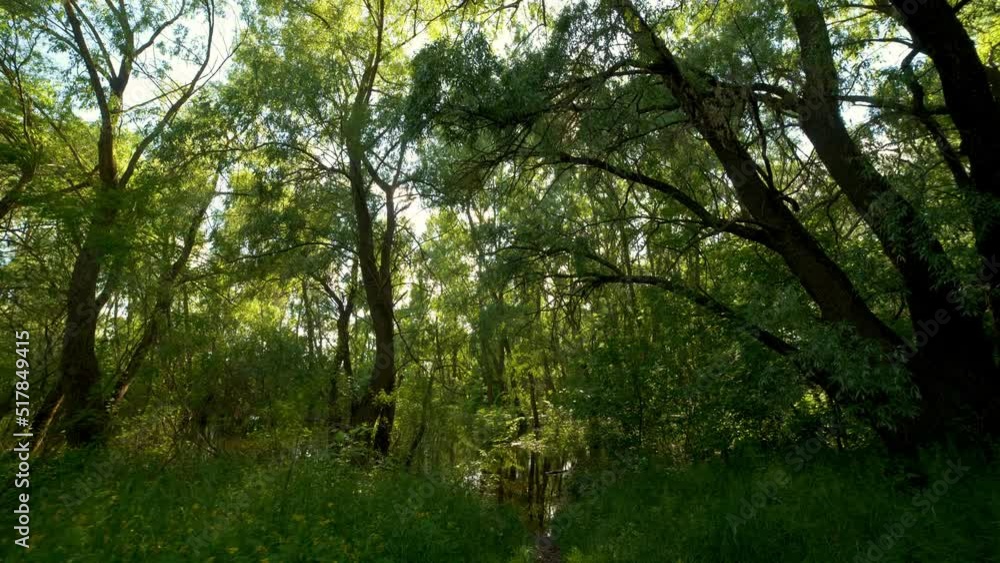 Dense forest next to lake along nature moss ferns stumps trees Dense forest next to lake along nature moss ferns stumps trees