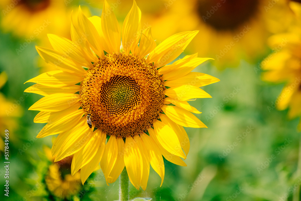 Yellow sunflower in the field