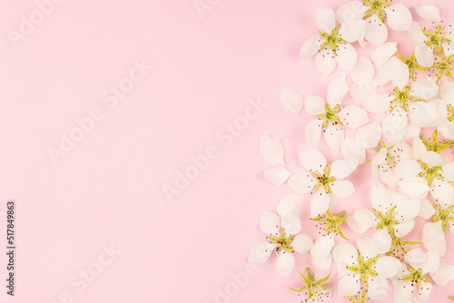 Gentle pink flowers background with white petals, pistils  and bud of apple tree flowers in sunlight as border on pastel pink, top view, copy space. Romantic floral background of springtime season. © finepoints