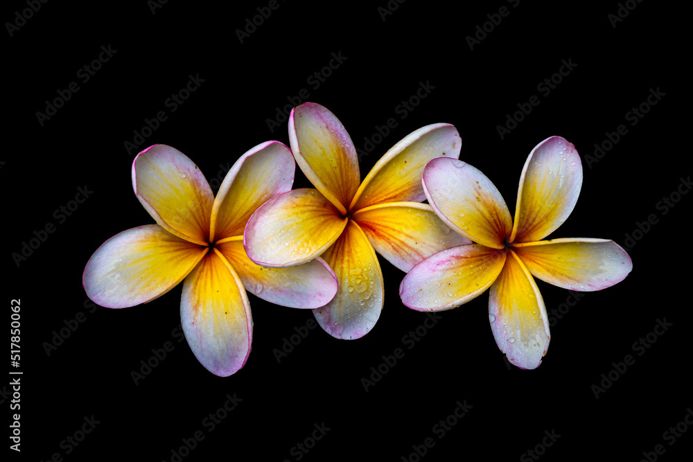 Frangipani Flowers Frangipani Flowers