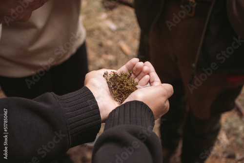 Closeup color photography of woman holding green wet organic moss in hands. Travelers exploring nature