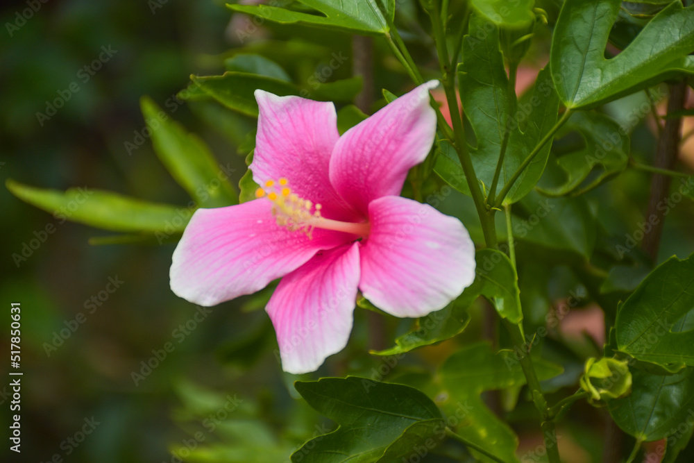 Pink hibiscus flowers are blooming and their petals are blooming in a beautiful natural garden Pink hibiscus flowers are blooming and their petals are blooming in a beautiful natural garden
