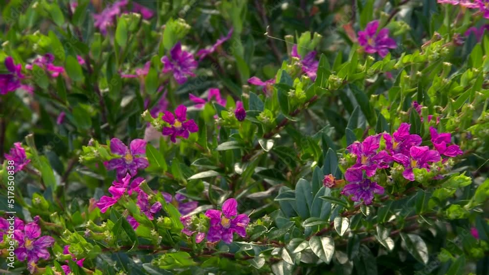 Wild Purple Roses Flower Blooming On Tropical Hawaiian Bush, Static Wild Purple Roses Flower Blooming On Tropical Hawaiian Bush, Static