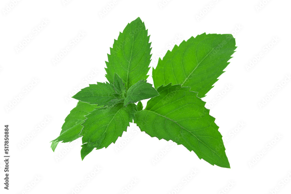 Several bright green mint leaves per stem Several bright green mint leaves per stem