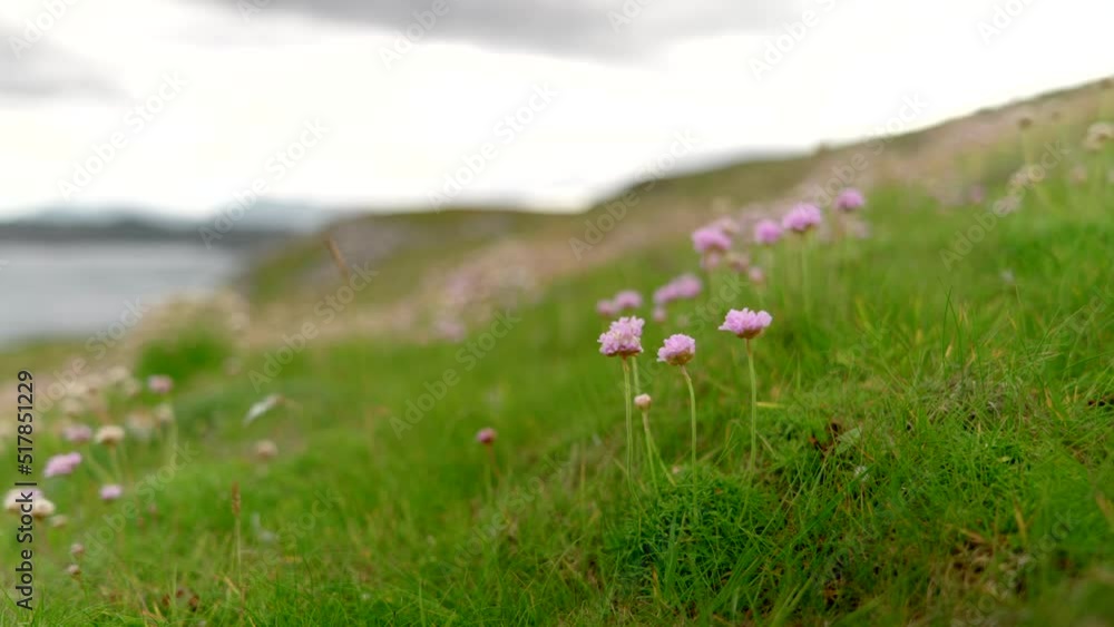 A close up ground level shot of a small clump of pink flowering sea thrift (Armeria maritima) growing on the top of an exposed seacliff on Handa Island (Scotland) gently sways in the breeze. A close up ground level shot of a small clump of pink flowering sea thrift (Armeria maritima) growing on the top of an exposed seacliff on Handa Island (Scotland) gently sways in the breeze.