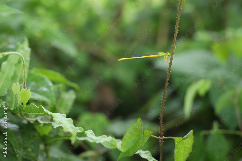Macro view of dragonfly on wild flower. for walpaper Macro view of dragonfly on wild flower. for walpaper