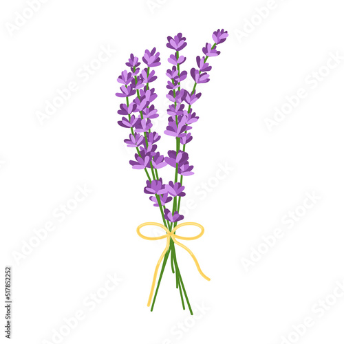 Bouquet of lavender flowers. Vector illustration of lavender flowers isolated on white background